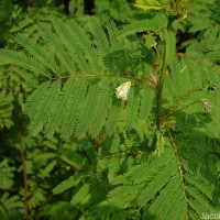Desmanthus virgatus (L.) Willd.